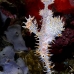 pipefish_ghost_ornate_tr_si_v_0134_kom0495.jpg
